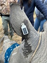 True Global Solar Satellite Tracker